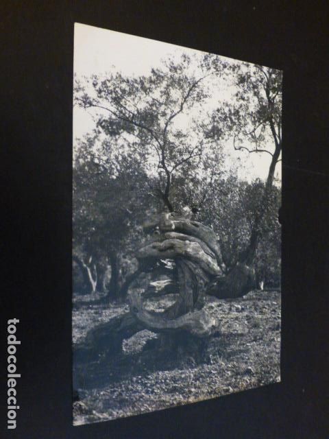 Postales: MALLORCA OLIVO MILENARIO - Foto 1
