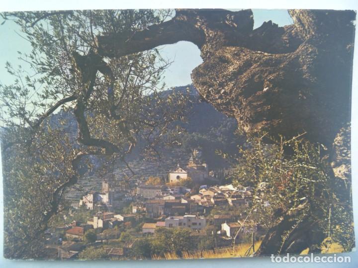 Cartes Postales: POSTAL DE VALLDEMOSA : OLIVO MILENARIO,AL FONDO LA CARTUJA . A&Ntilde;OS 60