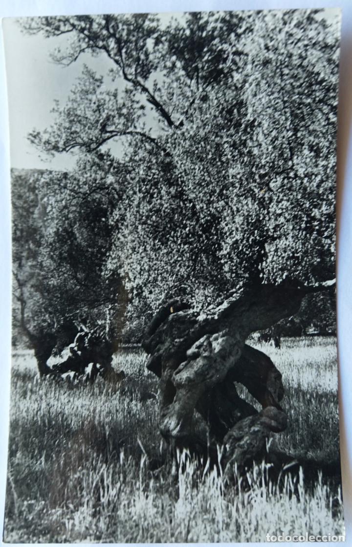Postales: MALLORCA OLIVO MILENARIO - Foto 1