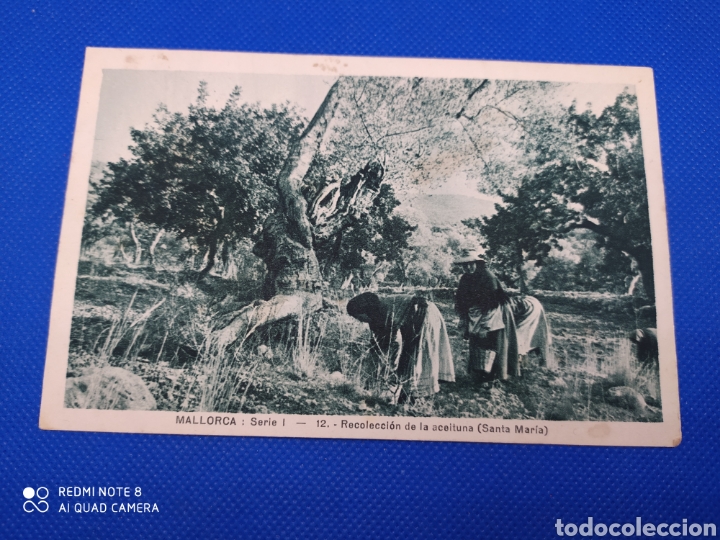 Postais: Postal-Mallorca, recolecci&oacute;n de aceitunas (Santa Mar&iacute;a)