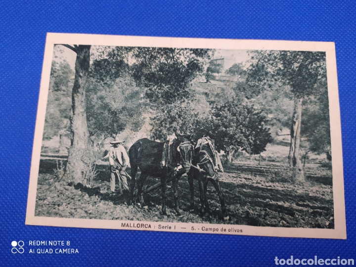 Postais: Postal-Mallorca Campo de olivos