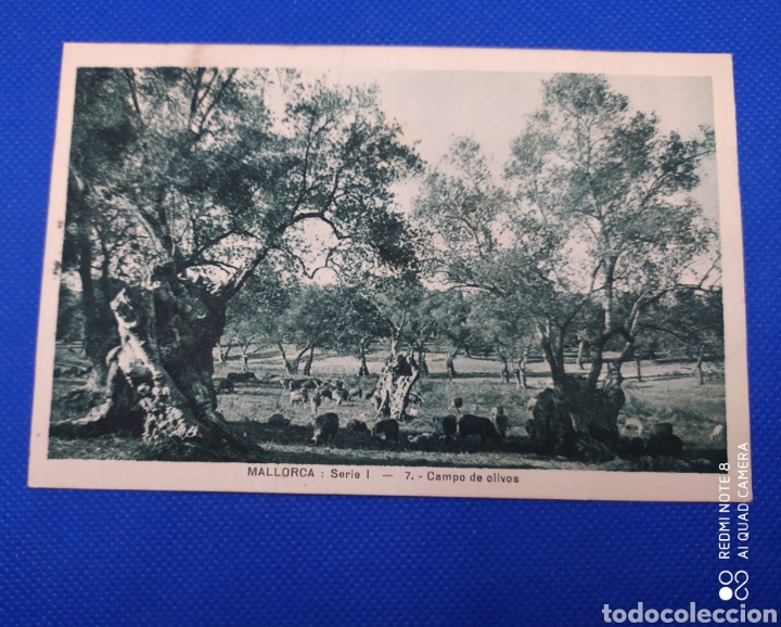 Postales: Postal- Mallorca, Campo de olivos. - Foto 1