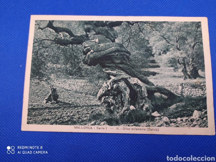 Postais: Postal-Mallorca, Olivo milenario (Calvi&aacute;)