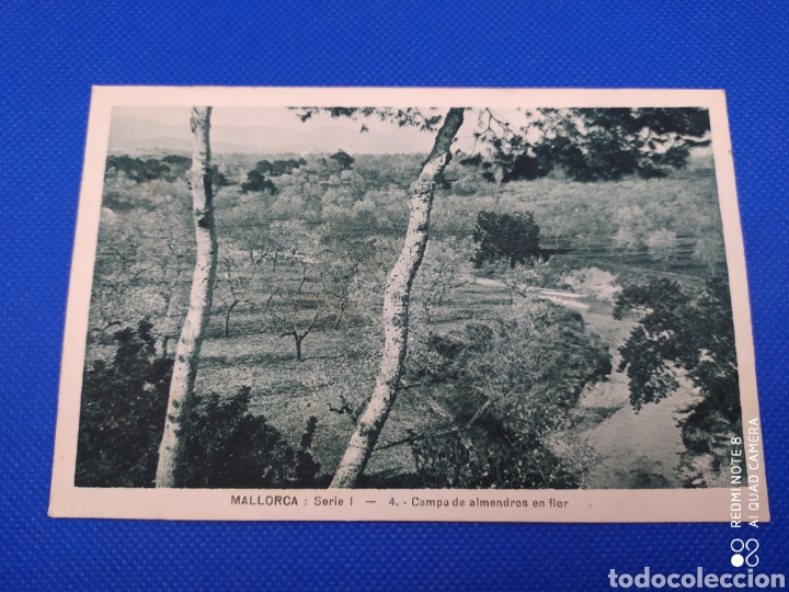 Postais: Postal-Mallorca, Campo de Almendros en flor