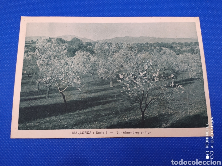 Postales: Postal-Mallorca, Almendros en Flor. - Foto 1