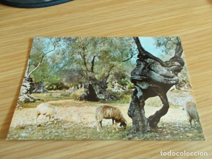 Postales: MALLORCA -- OLIVOS MILENARIOS - Foto 1