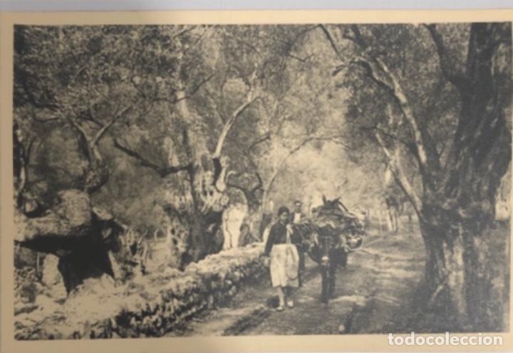 Postales: Postal de Mallorca - Foto 1