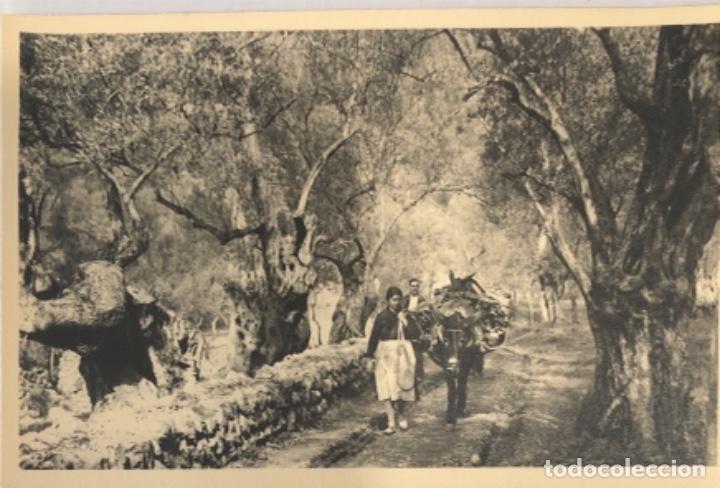 Postales: Postal Mallorca - Foto 1