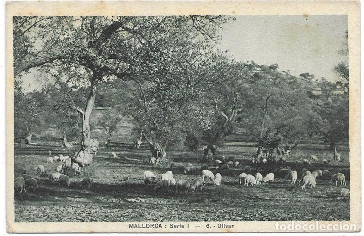 Postales: POSTAL MALLORCA OLIVAR - Foto 1