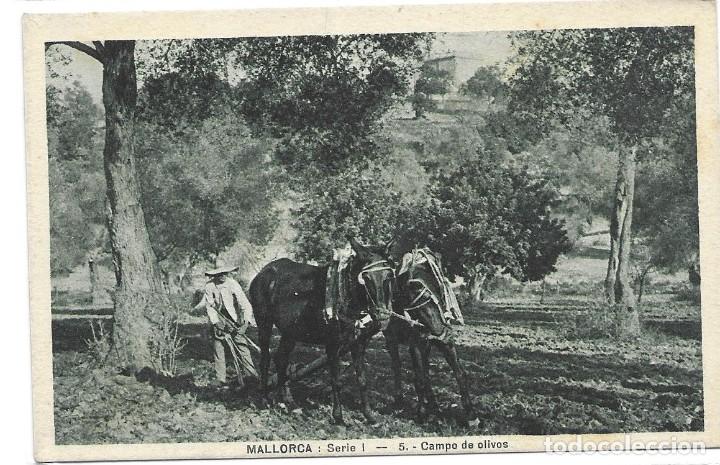 Postales: POSTAL MALLORCA CAMPO DE OLIVOS - Foto 1