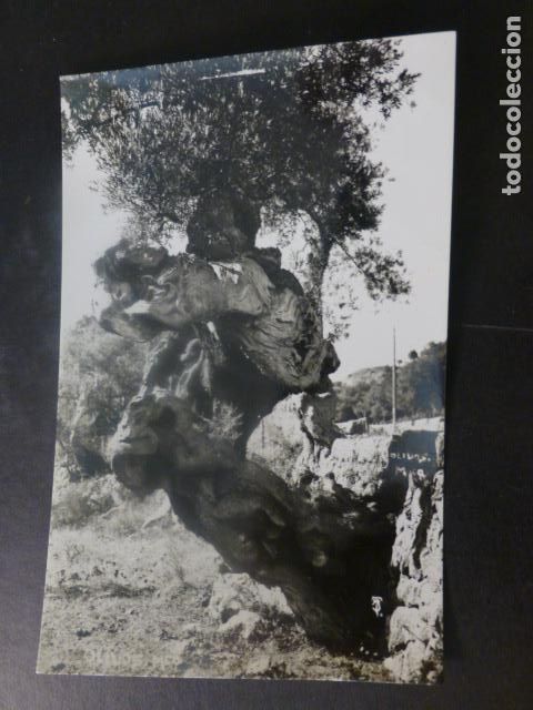 Postales: MALLORCA OLIVO MILENARIO - Foto 1