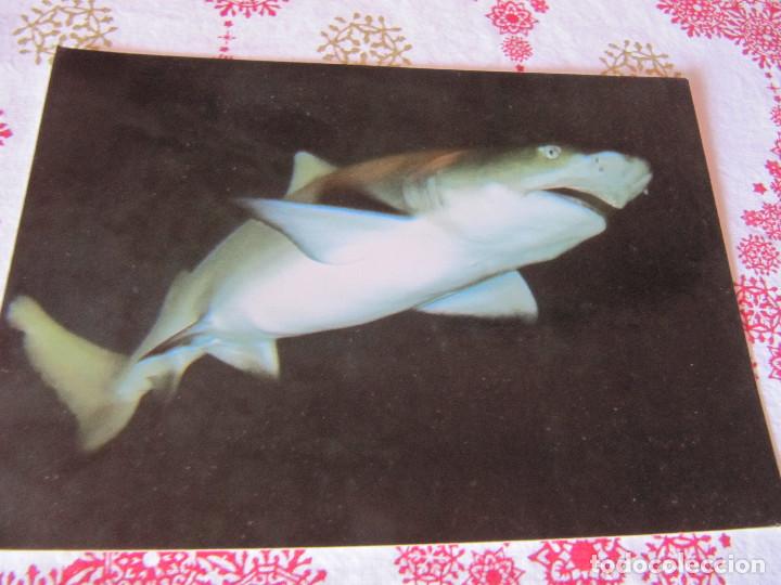 Postales: MARINELAND MALLORCA - Foto 1