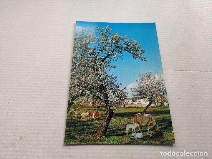Postales: MALLORCA - POSTAL ALMENDROS EN FLOR - Foto 1