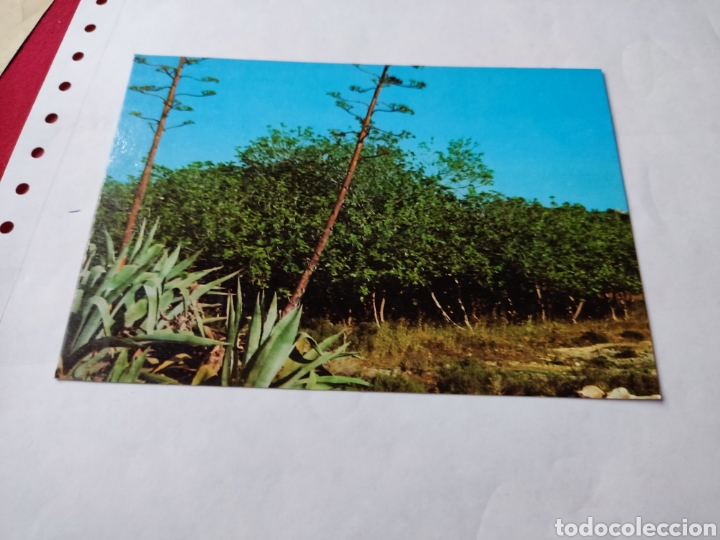 Postales: Postal Formentera figuera - Foto 1