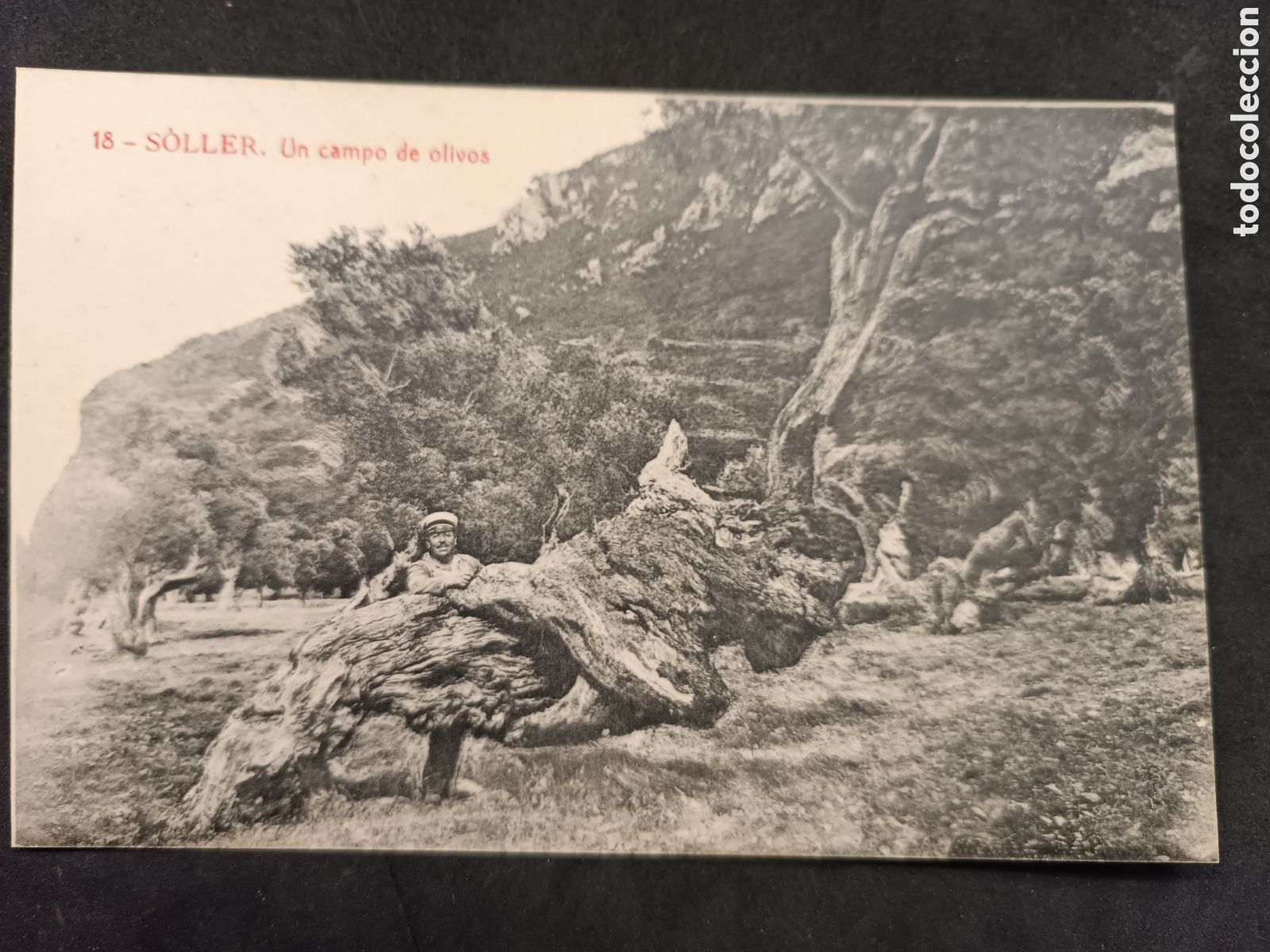 Postales: Postal S&oacute;ller un campo de olivos - Foto 1