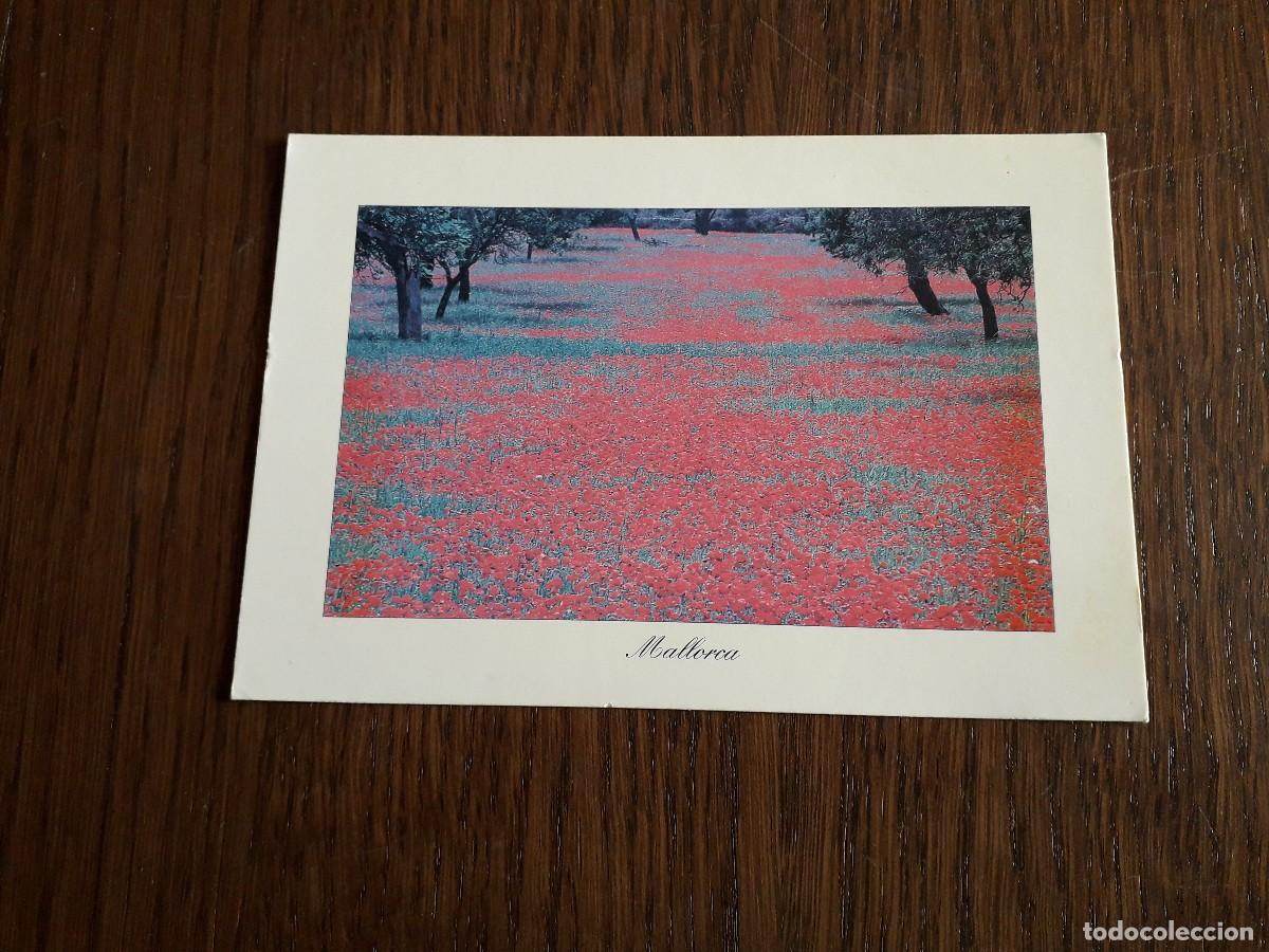 Postales: postal de campo con amapolas, Mallorca - Foto 1