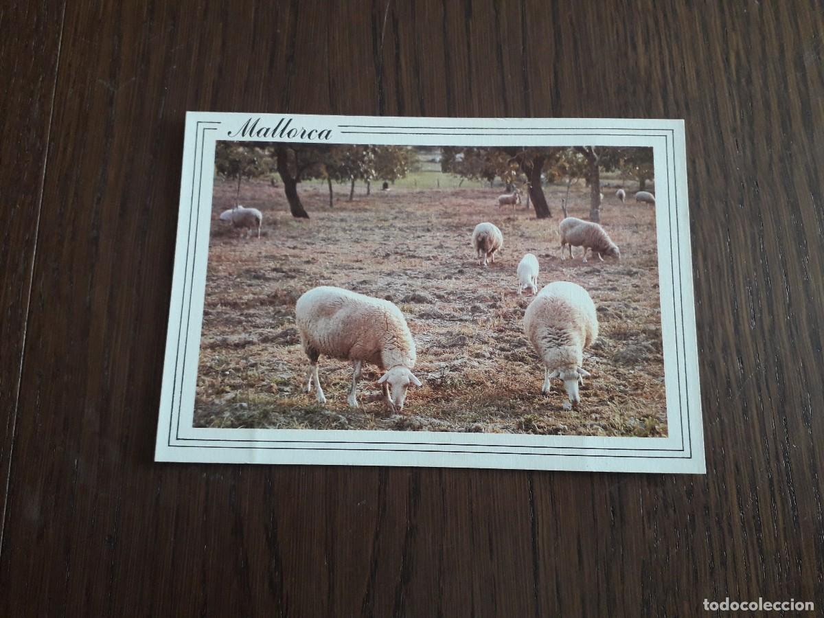 Cartes Postales: postal de ovejas pastando, im&aacute;genes de las Baleares.