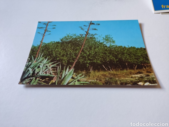 Postales: Postal Formentera Figuera - Foto 1
