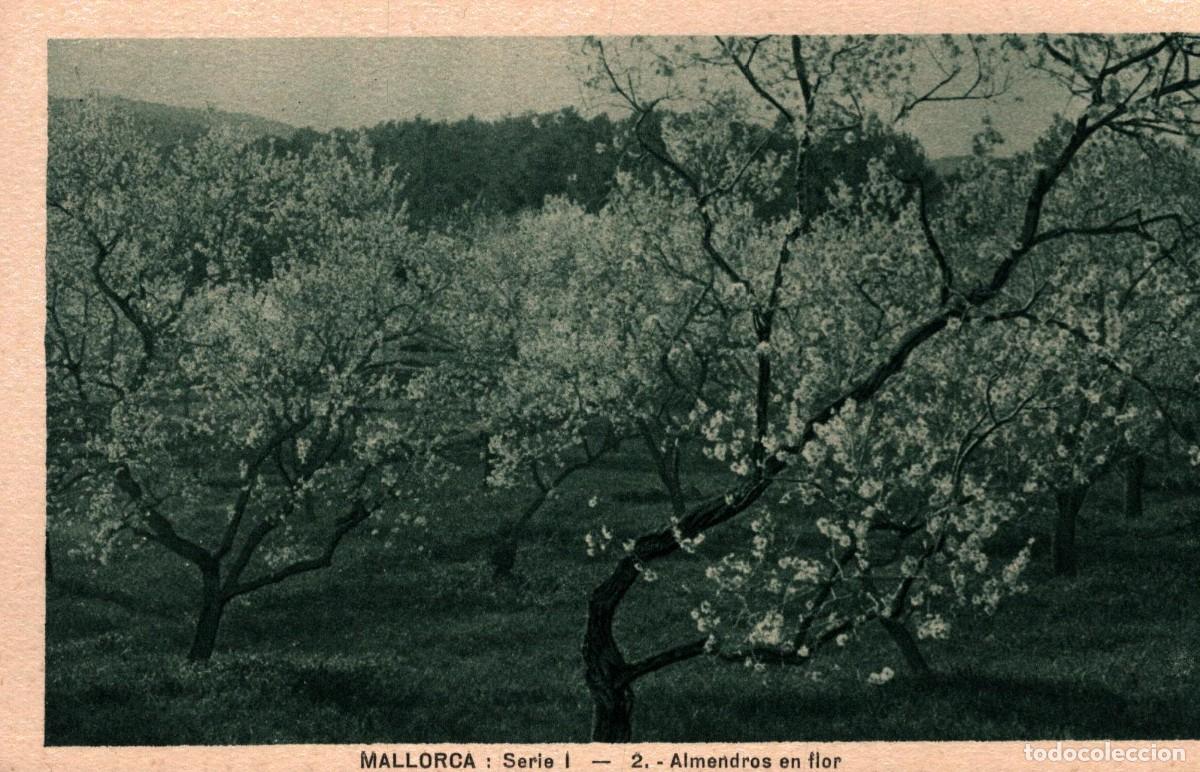Postales: mallorca almendros en flor sin circular - Foto 1