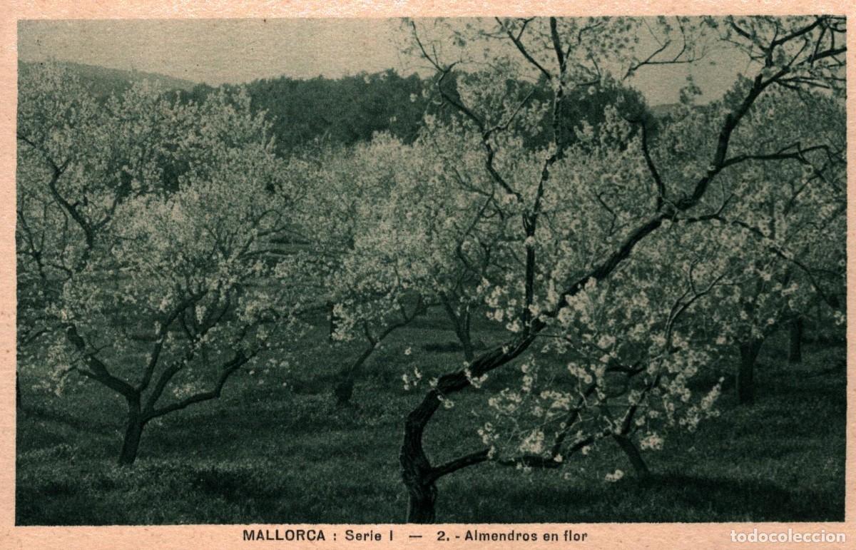 Postales: mallorca almendros en flor sin circular - Foto 1