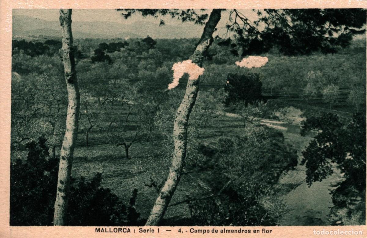 Postales: mallorca campo de almendros en flor sin circular - Foto 1