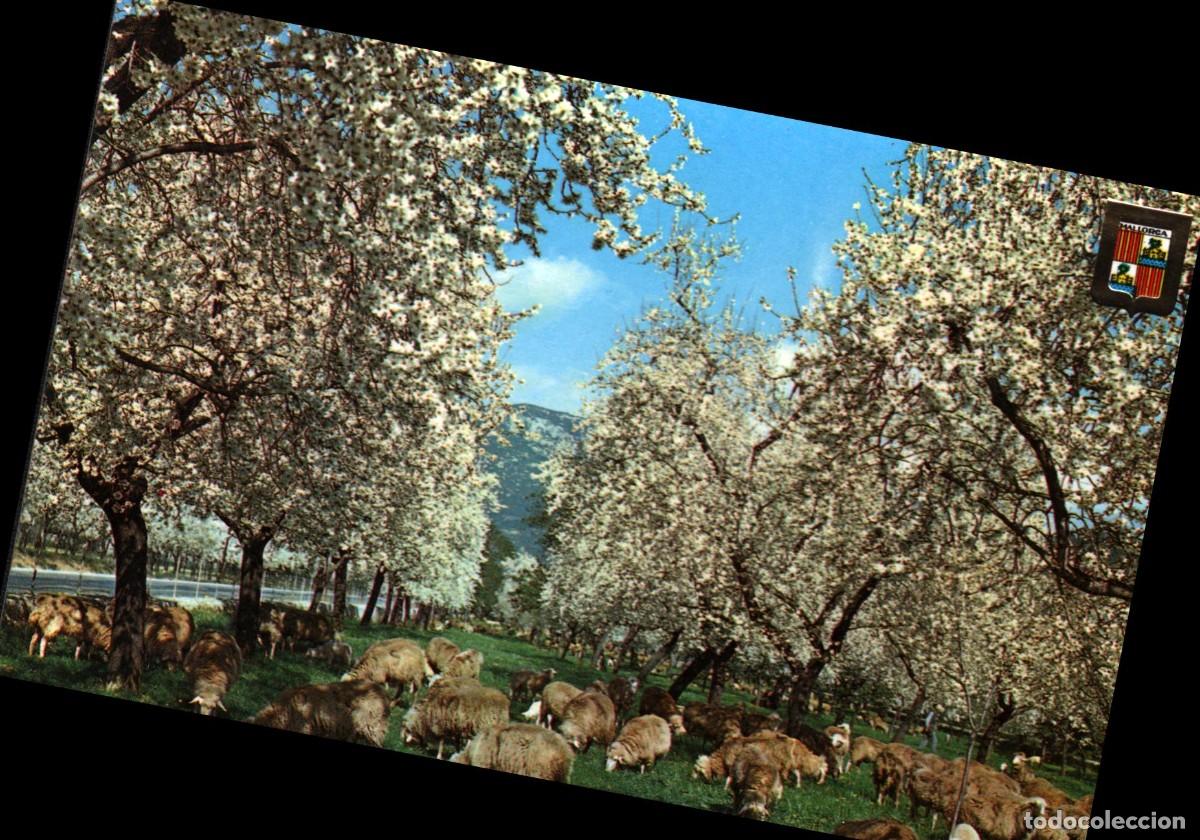 Postales: Mallorca invierno en mallorca flor de almendro sin circular - Foto 1
