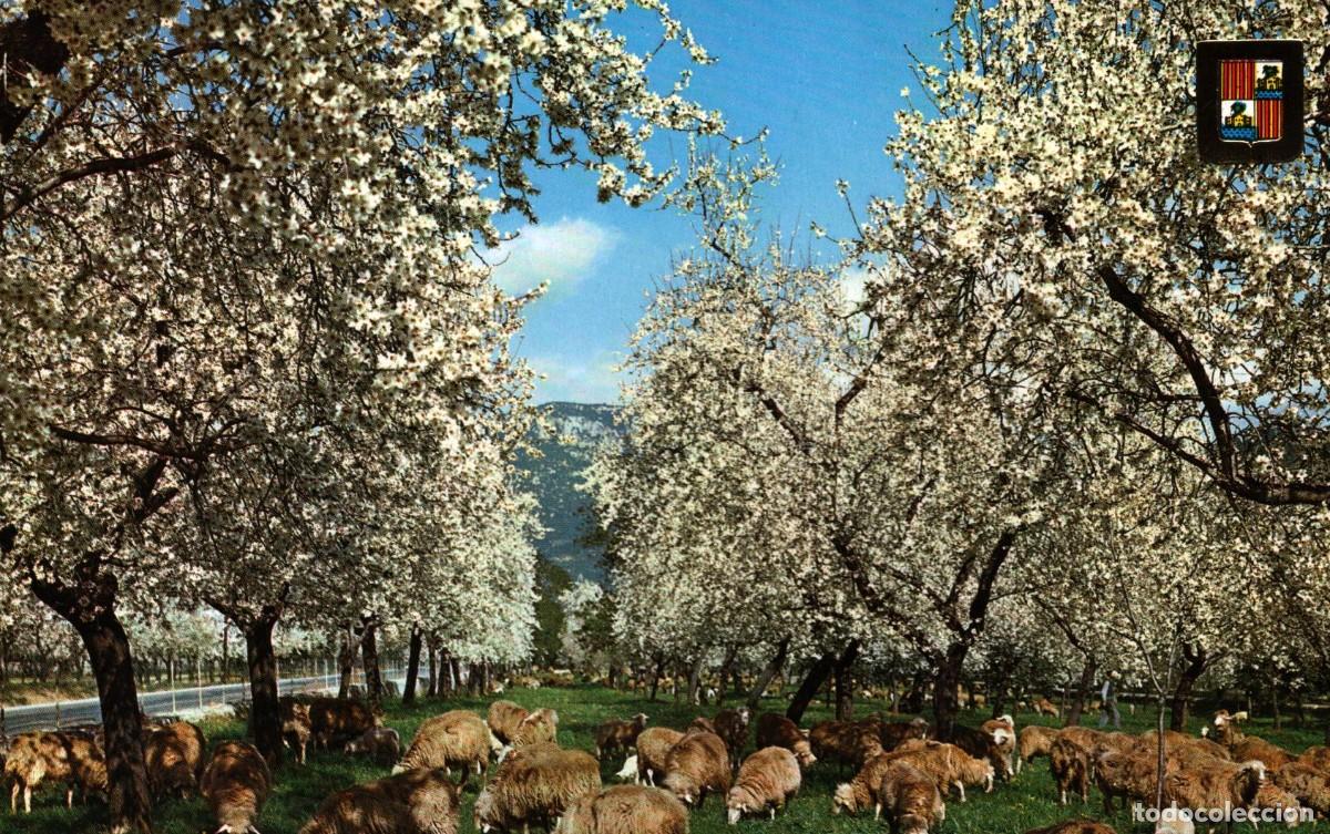 Postales: Mallorca flor de almendro sin circular - Foto 1