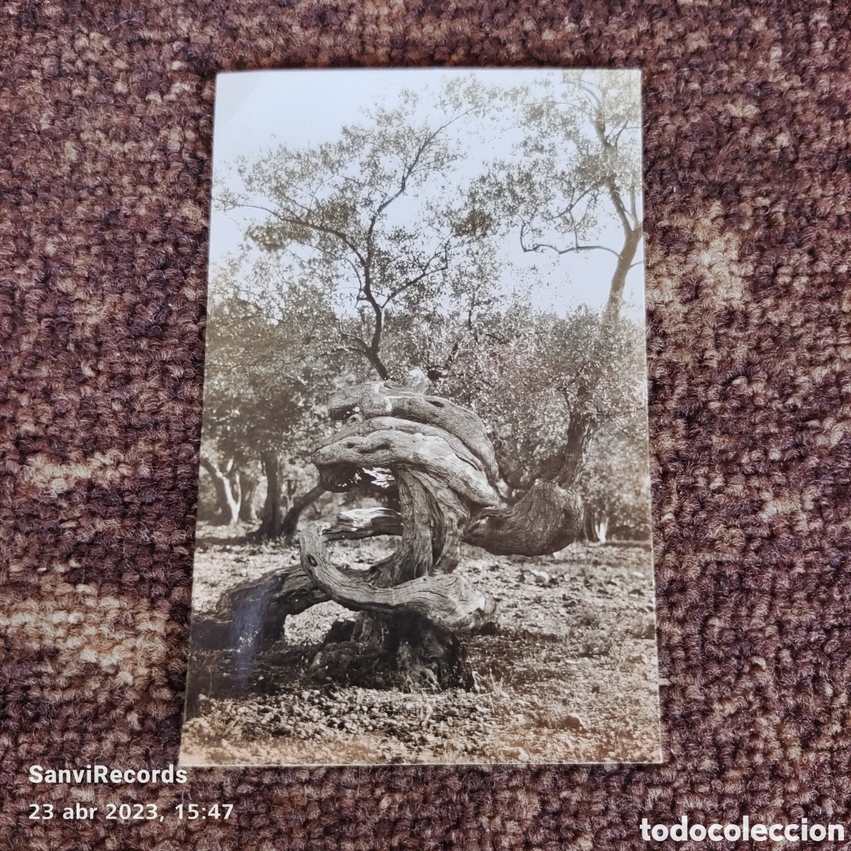 Cartes Postales: POSTAL: OLIVO MILENARIO (BALEARES)
