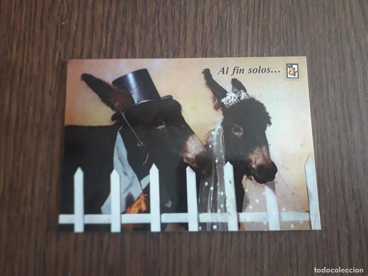Cartes Postales: postal de animales c&oacute;micos, Al fin solos... Escudo de oro Baleares, a&ntilde;os 80