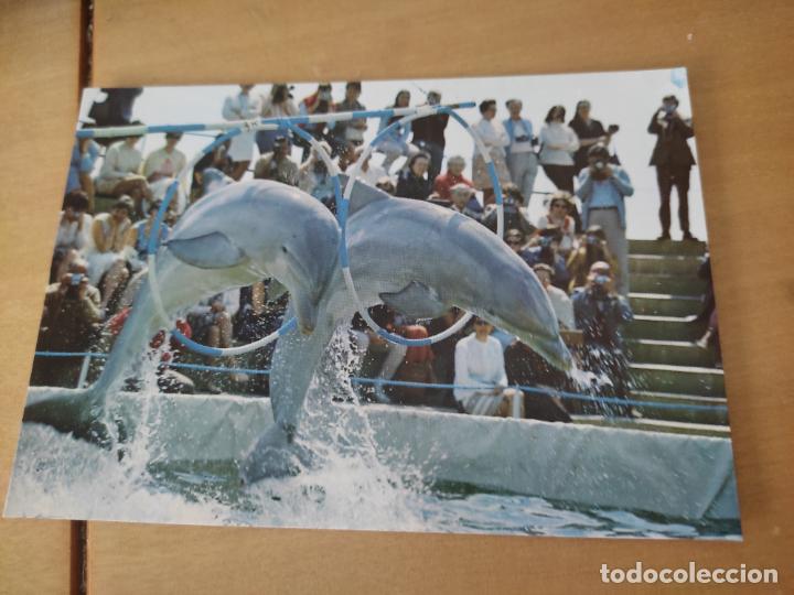 Postales: FLORIDA DOLPHIN SHOW MALLORCA ED FLOR ALMENDRO 2181 SC
