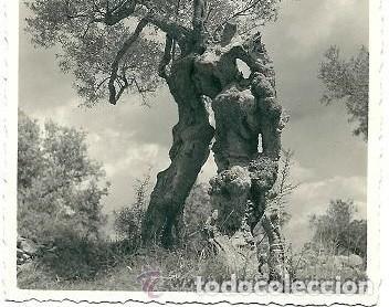 Cartes Postales: 1471- POSTAL FOTOGRAFICA MALLORCA-OLIVOS MILENARIOS - FOTO BALEAR