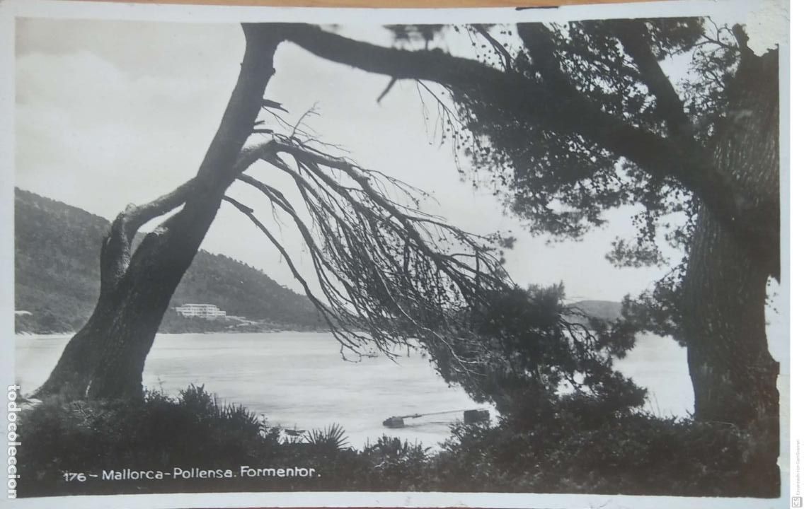Postales: Mallorca-Pollensa. Formentor. 176 &Aacute;rbol castigado por el viento. Usada. Blanco/Negro