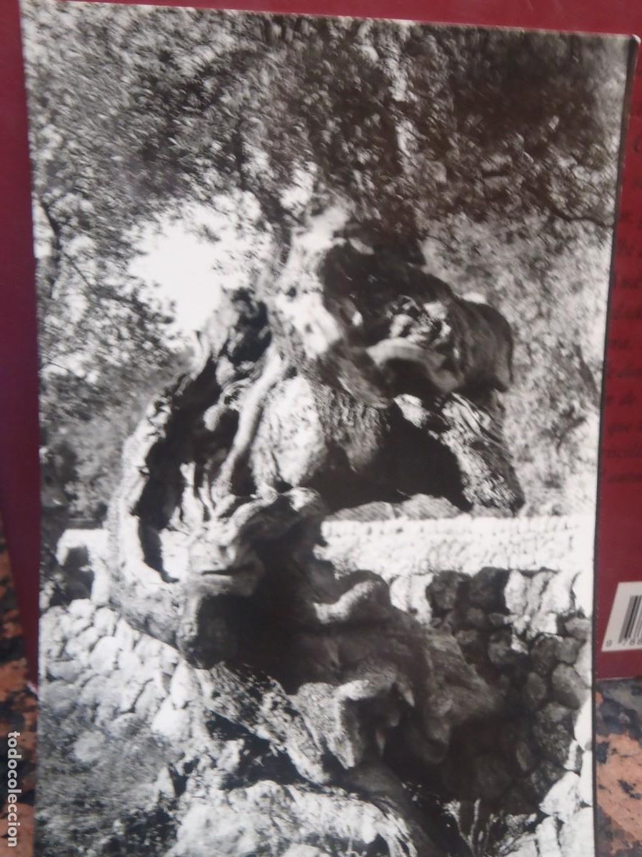 Postales: MALLORCA - OLIVO MILENARIO - Foto 1