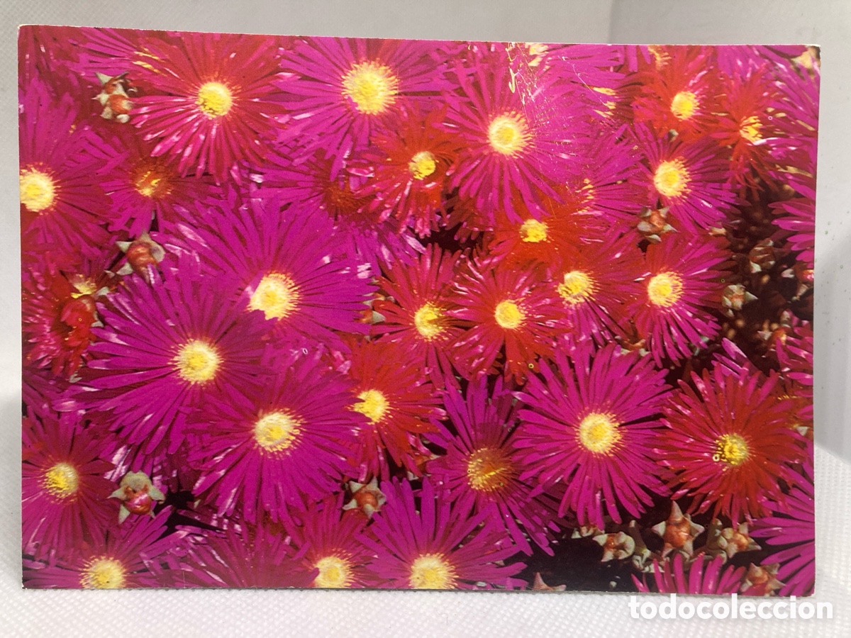 Postales: POSTAL FLORA SILVESTRE DE MENORCA - Foto 1