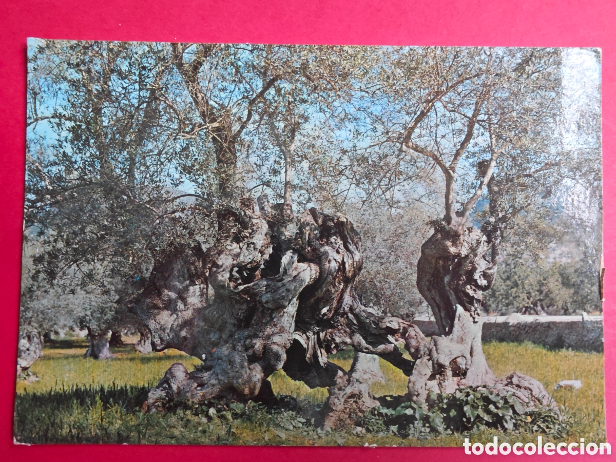 Postales: Olivos milenarios , Mallorca. - Foto 1