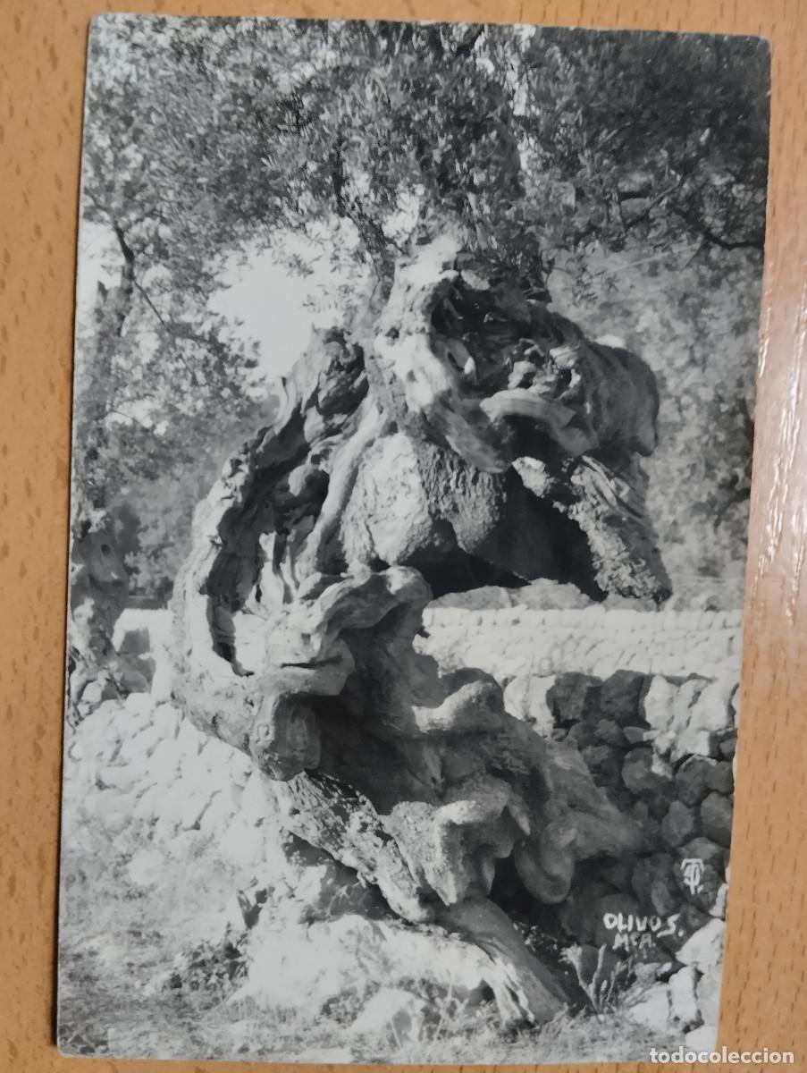Postales: OLIVOS MALLORCA MCA. - Foto 1
