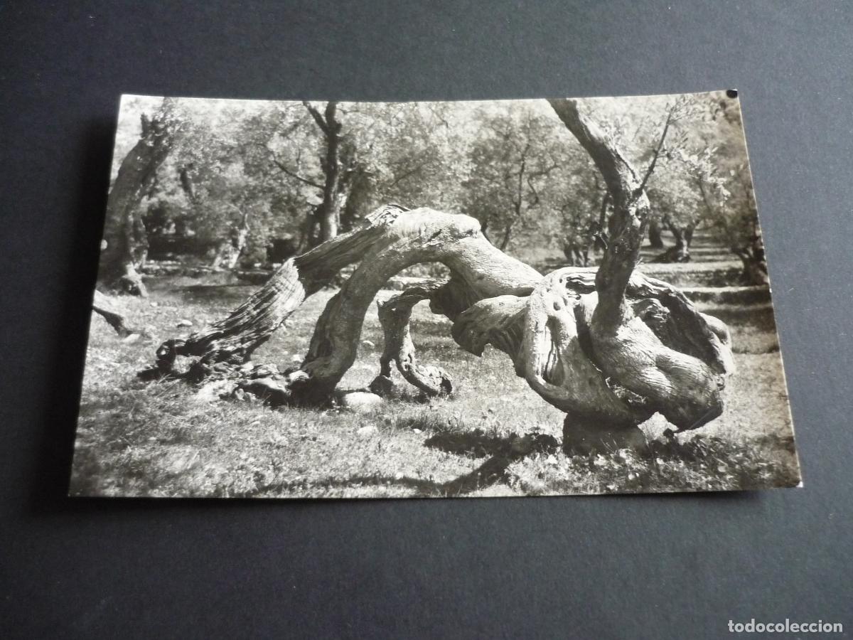 Postales: MALLORCA OLIVO MILENARIO - Foto 1