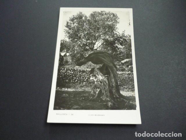 Postales: MALLORCA OLIVO MILENARIO - Foto 1