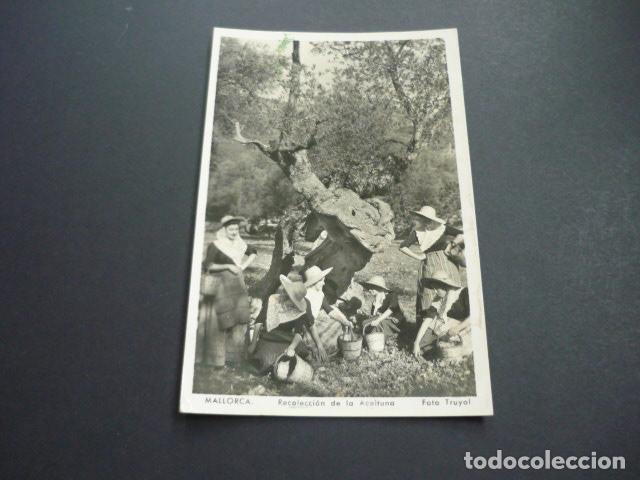 Postales: MALLORCA RECOLECCION DE LA ACEITUNA - Foto 1