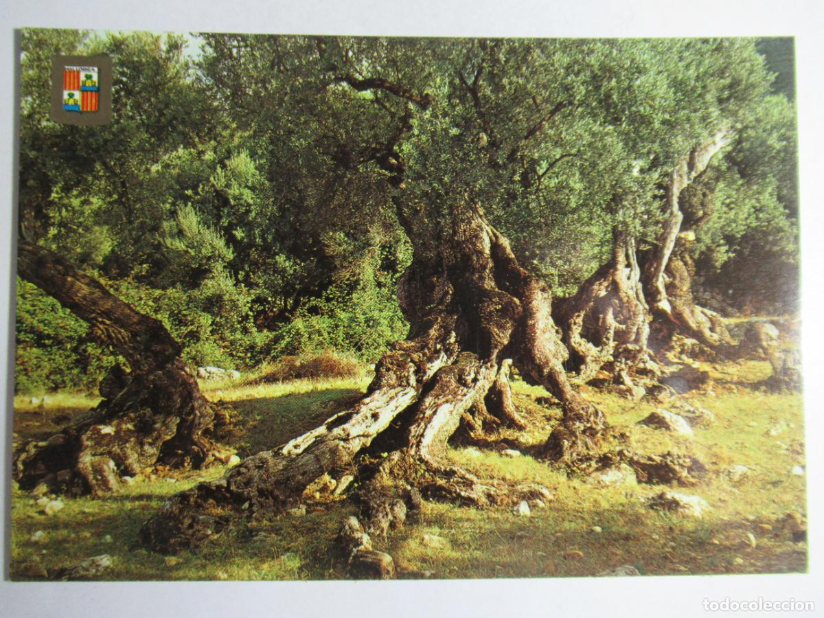 Postales: Mallorca - Olivos milenarios - Foto 1