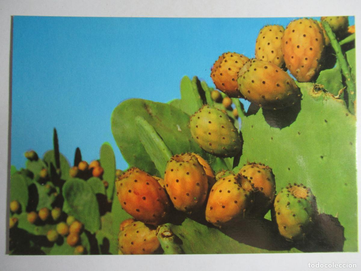 Postales: Mallorca - Chumberas - Foto 1