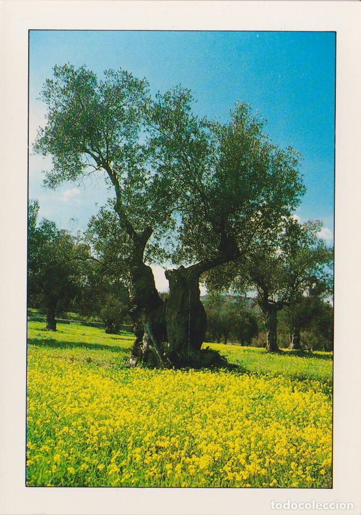 Postales: SES ILLES BALEARS, OLIVERA &ndash; FOTO ALAIN BAUDRY &ndash; EDICIONES GUAL N&ordm;33 &ndash; S/C &ndash; (17X12)