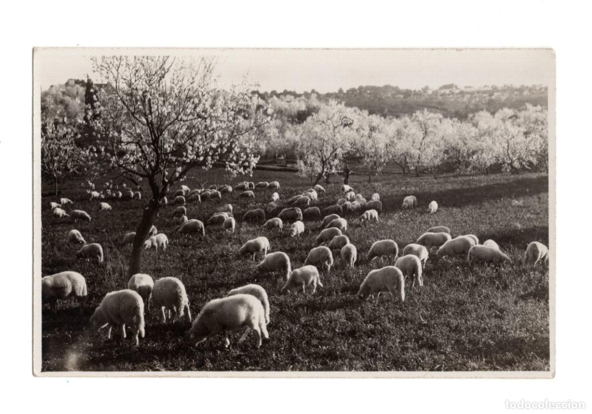 Postales: MALLORCA.- ALMENDROS EN FLOR. - Foto 1