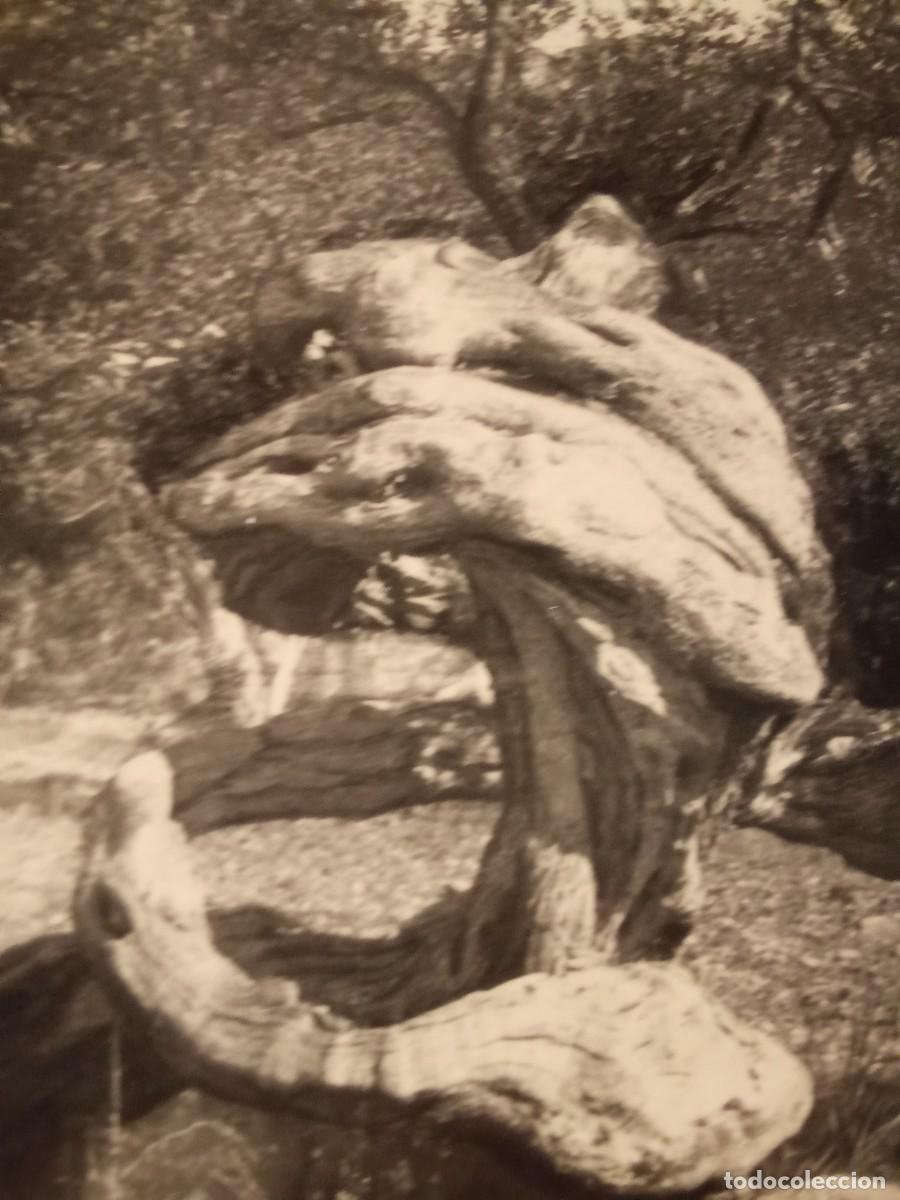 Postales: Mallorca.Olivo milenario. - Foto 2