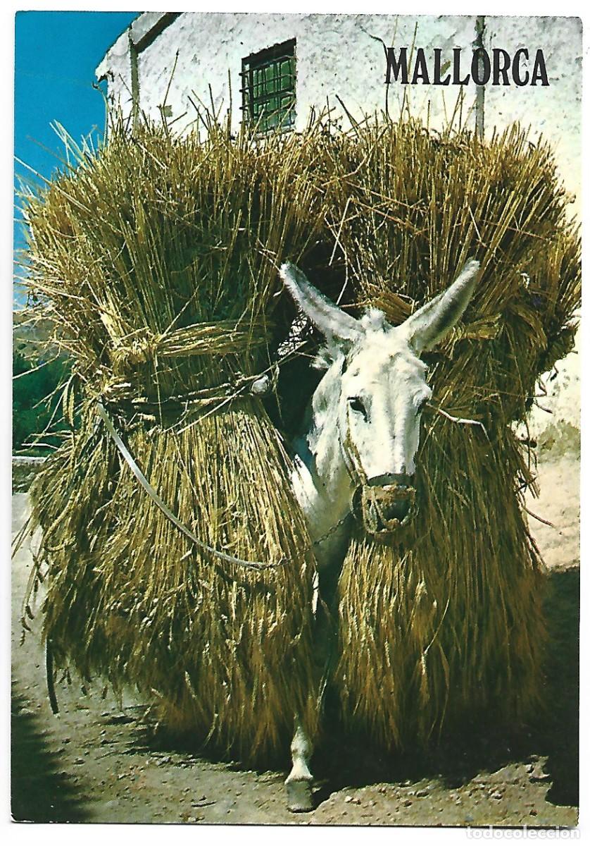 Postales: BORRICO CARGADO CON TRIGO.- MALLORCA - Foto 1