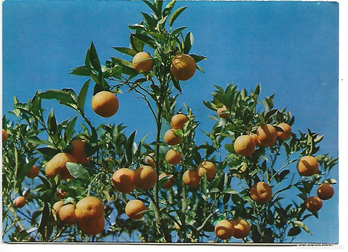 Postales: NARANJAS.- MALLORCA.. - Foto 1