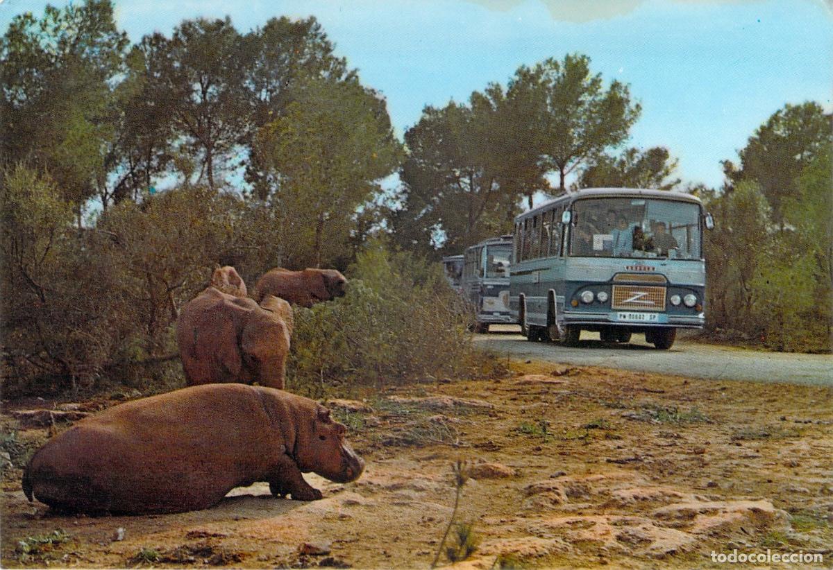 Postales: Postal Safari Ruhe Mallorca con Hipop&oacute;tamos y Autob&uacute;s Tur&iacute;stico