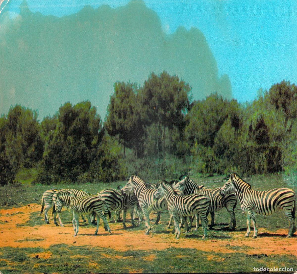 Postales: Postal de Cebras en Auto & Foto Safari Ruhe, Mallorca