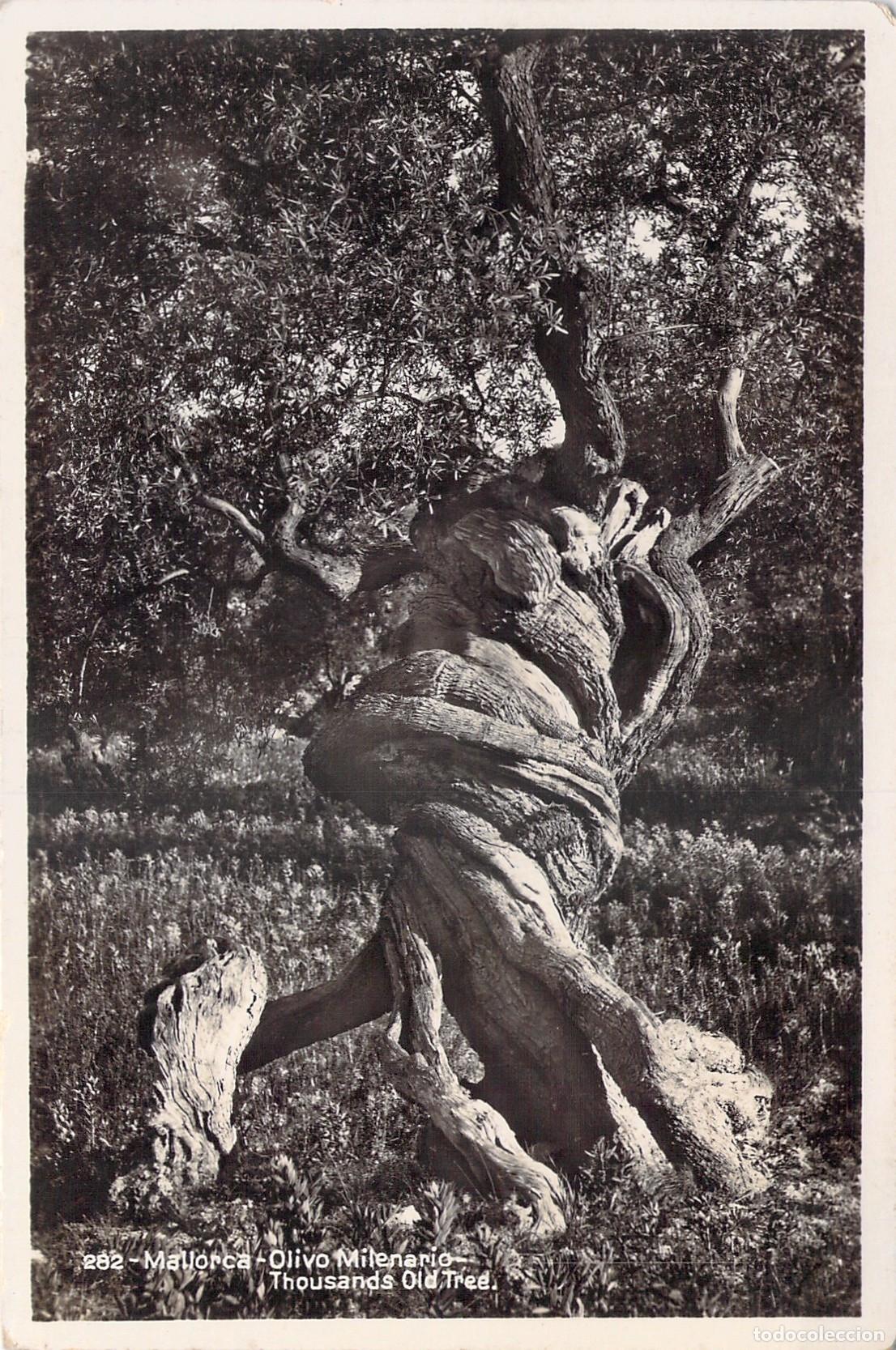 Postales: Postal de Mallorca Olivo Milenario &Aacute;rbol Centenario