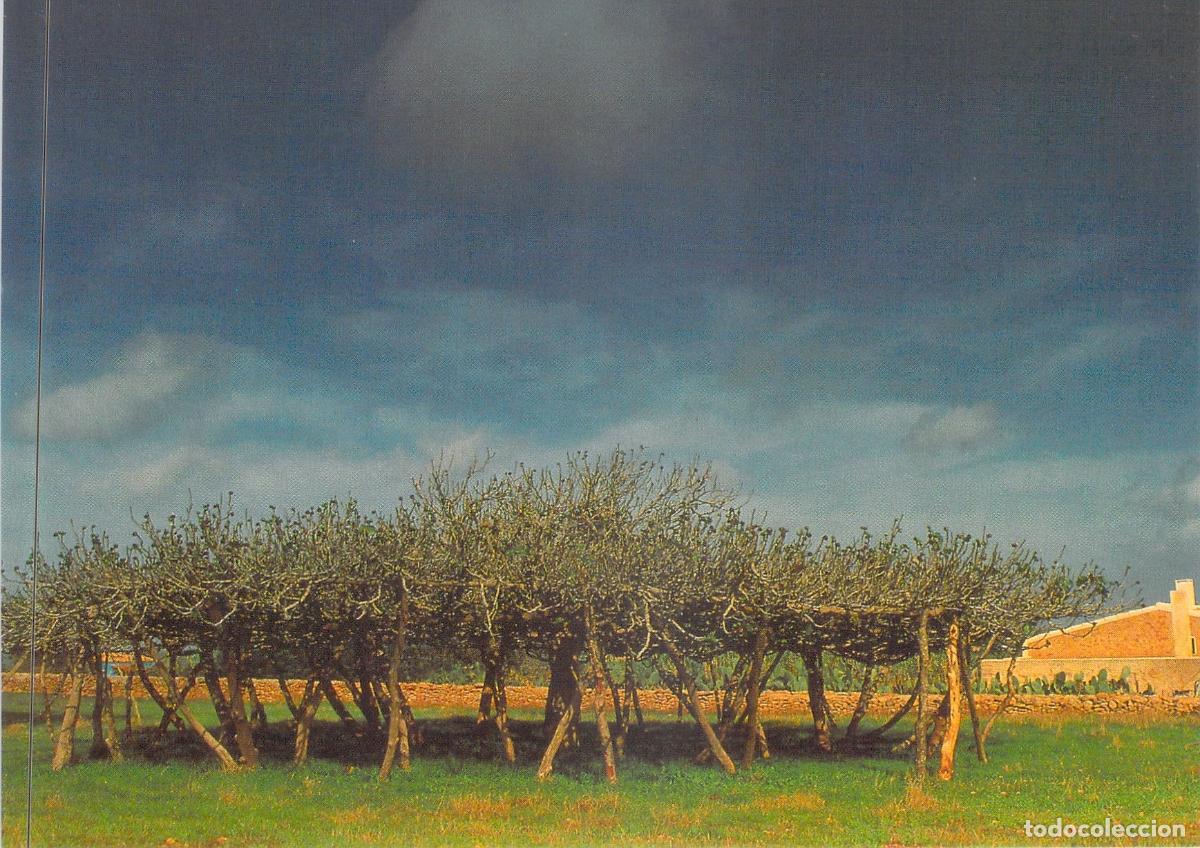 Postales: Postal de Formentera - Higuera Apuntalada T&iacute;pica en Baleares